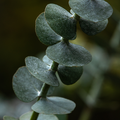 Eucalyptus + Peppermint Essential Oil Blend